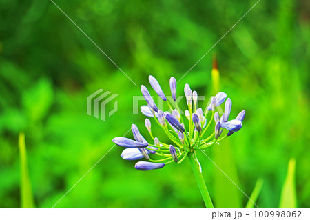 青いアガパンサスの蕾（夏、六月） 100998062