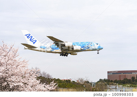 春の空港 着陸する飛行機と桜の花 さくらの山公園 千葉県成田市 春の空港 着陸する飛行機と桜の花 さくらの山公園 千葉県成田市 100998303