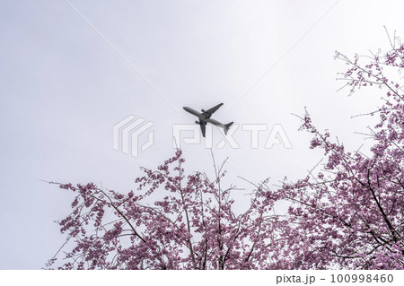 春の空港 離陸する飛行機と桜の花 さくらの山公園 千葉県成田市 春の空港 離陸する飛行機と桜の花 さくらの山公園 千葉県成田市 100998460