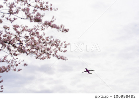 春の空港　離陸する飛行機と桜の花　さくらの山公園　千葉県成田市 100998485