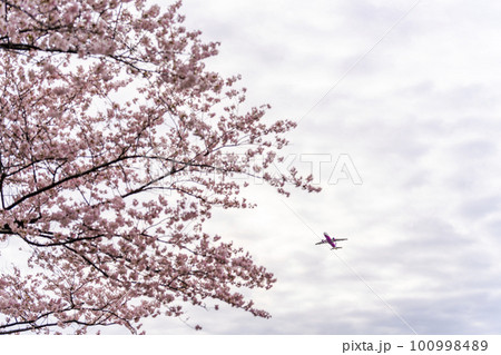 春の空港　離陸する飛行機と桜の花　さくらの山公園　千葉県成田市 100998489