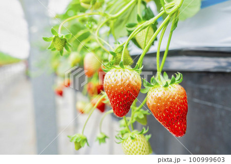 赤く実ったイチゴの果実 ハウスの苺 いちご狩り 宮城県山元町 赤く実ったイチゴの果実 ハウスの苺 いちご狩り 宮城県山元町 100999603