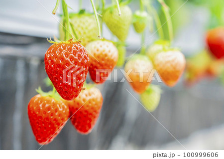 赤く実ったイチゴの果実　ハウスの苺　いちご狩り　宮城県山元町 100999606