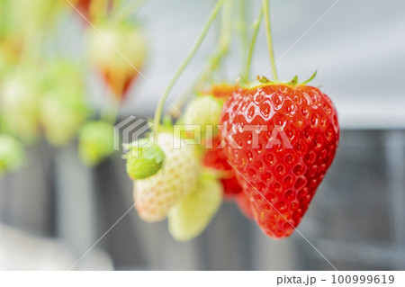 赤く実ったイチゴの果実 ハウスの苺 いちご狩り 宮城県山元町 赤く実ったイチゴの果実 ハウスの苺 いちご狩り 宮城県山元町 100999619