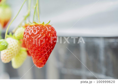 赤く実ったイチゴの果実 ハウスの苺 いちご狩り 宮城県山元町 赤く実ったイチゴの果実 ハウスの苺 いちご狩り 宮城県山元町 100999620