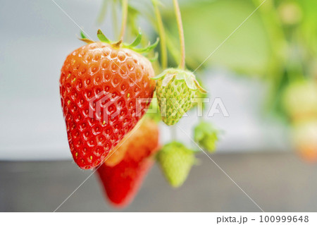 赤く実ったイチゴの果実　ハウスの苺　いちご狩り　宮城県山元町 100999648