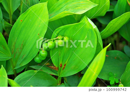 緑色のスズランの実(夏、六月) 緑色のスズランの実(夏、六月) 100999742