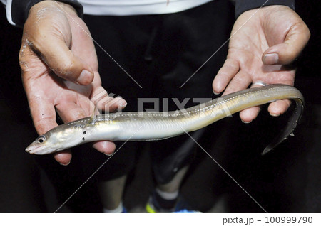 釣りたてのアナゴ 100999790