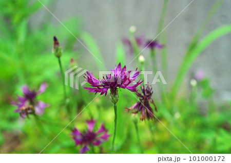紫色のセントーレアモンタナの花(夏、六月) 紫色のセントーレアモンタナの花(夏、六月) 101000172