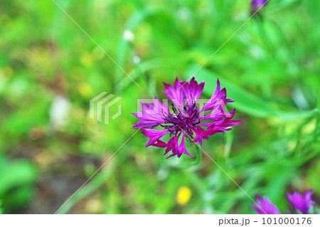 紫色のセントーレアモンタナの花(夏、六月) 紫色のセントーレアモンタナの花(夏、六月) 101000176