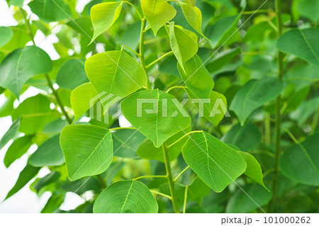 四つ葉のクローバー的ナンキンハゼ 四つ葉のクローバーの種 | 笑