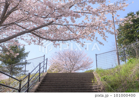 『桜』満開。みそ五郎公園　南島原　長崎 101000400