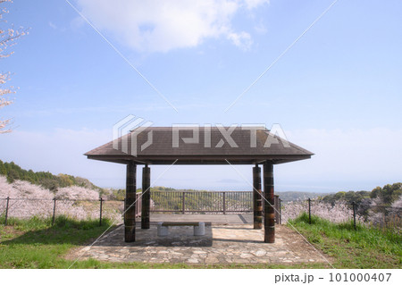 『桜』満開。みそ五郎公園　南島原　長崎 101000407