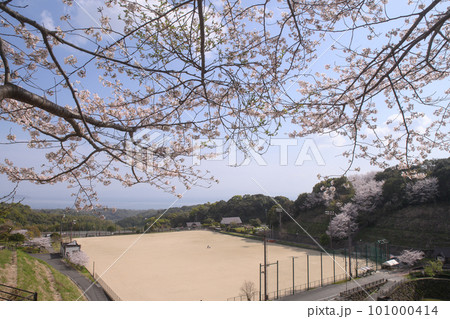 『桜』満開。みそ五郎公園　南島原　長崎 101000414