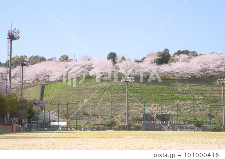 『桜』満開。みそ五郎公園　南島原　長崎 101000416