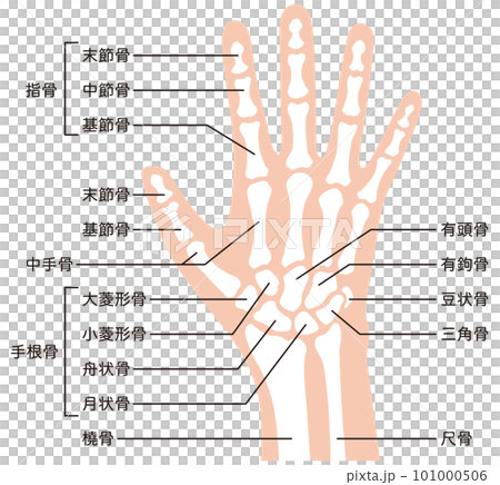 手骨骼醫療損傷人體模型 101000506