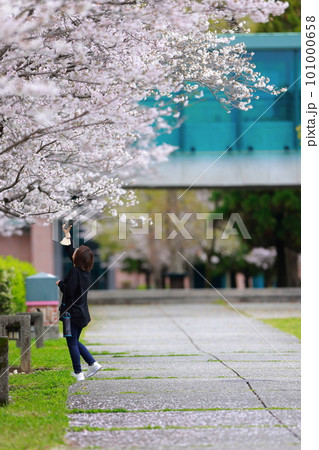 桜を撮影する女性 101000658