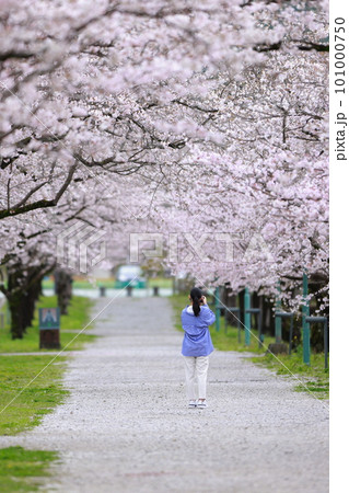 桜を撮影する女性 101000750