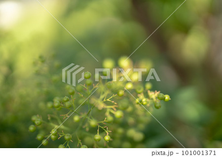 密集した小さな粒の黄緑色の実 密集した小さな粒の黄緑色の実 101001371