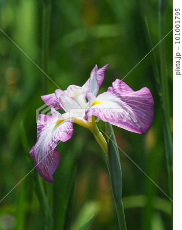 ハナショウブ:花菖蒲(Japanese iris) ハナショウブ:花菖蒲(Japanese iris) 101001795