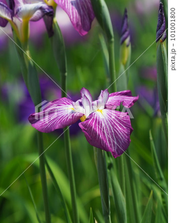 ハナショウブ:花菖蒲(Japanese iris) ハナショウブ:花菖蒲(Japanese iris) 101001800
