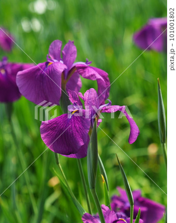 ハナショウブ:花菖蒲(Japanese iris) ハナショウブ:花菖蒲(Japanese iris) 101001802