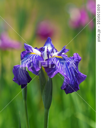 ハナショウブ:花菖蒲(Japanese iris) ハナショウブ:花菖蒲(Japanese iris) 101001809