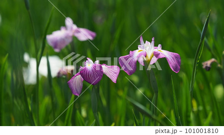 ハナショウブ：花菖蒲（Japanese iris） 101001810