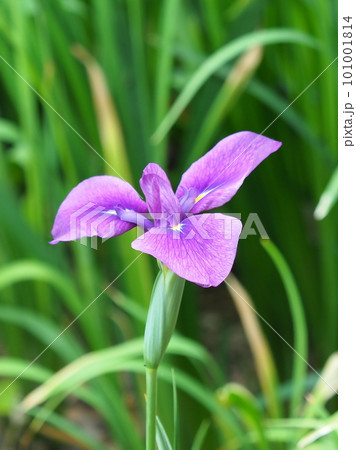 ハナショウブ：花菖蒲（Japanese iris） 101001814