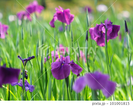 ハナショウブ:花菖蒲(Japanese iris) ハナショウブ:花菖蒲(Japanese iris) 101001815