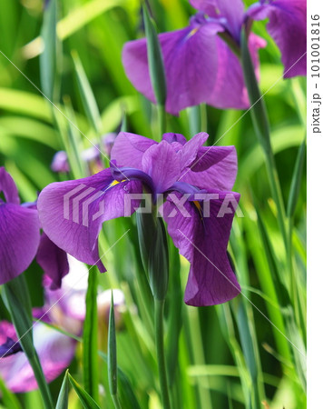 ハナショウブ:花菖蒲(Japanese iris) ハナショウブ:花菖蒲(Japanese iris) 101001816
