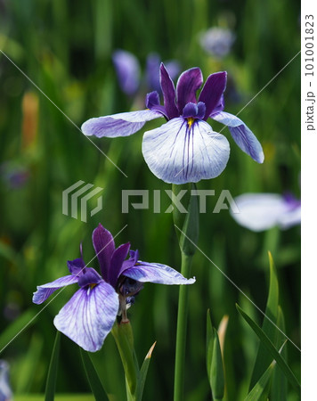 ハナショウブ:花菖蒲(Japanese iris) ハナショウブ:花菖蒲(Japanese iris) 101001823