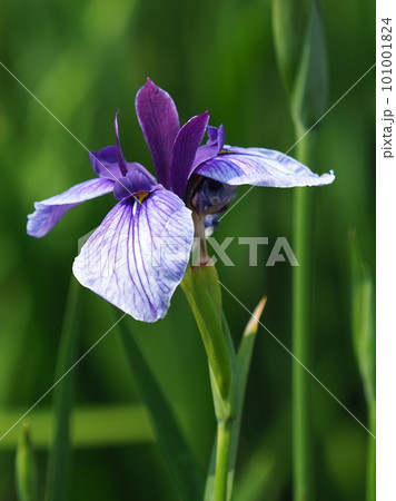ハナショウブ：花菖蒲（Japanese iris） 101001824