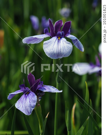 ハナショウブ:花菖蒲(Japanese iris) ハナショウブ:花菖蒲(Japanese iris) 101001825