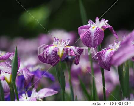 ハナショウブ:花菖蒲(Japanese iris) ハナショウブ:花菖蒲(Japanese iris) 101001839