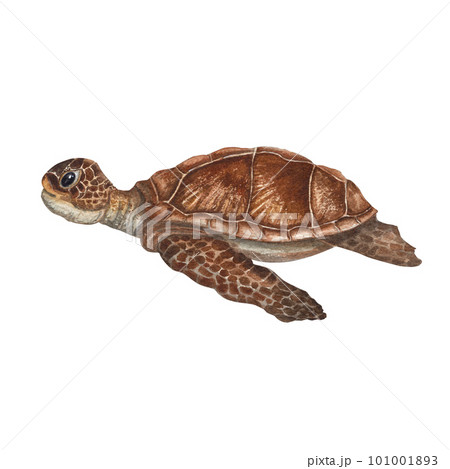 Hand painted watercolor illustration of swimming sea turtle isolated on white background. Perfect for wallpaper, print, baby textile, nursery, scrapbooking, postcards, clothing. Cartoon style. Hand painted watercolor illustration of swimming sea turtle isolated on white background. Perfect for wallpaper, print, baby textile, nursery, scrapbooking, postcards, clothing. Cartoon style. 101001893