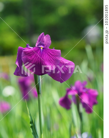 Japanese iris(ハナショウブ:花菖蒲) Japanese iris(ハナショウブ:花菖蒲) 101001895