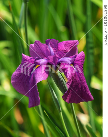 Japanese iris(ハナショウブ:花菖蒲) Japanese iris(ハナショウブ:花菖蒲) 101001899
