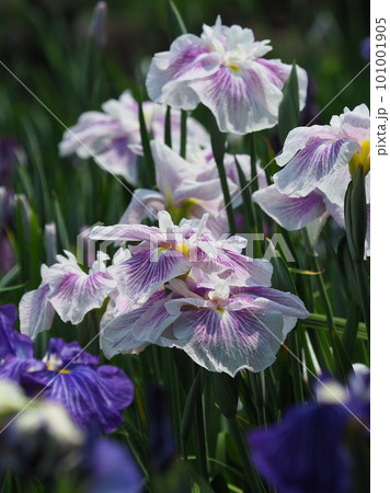 Japanese iris(ハナショウブ:花菖蒲) Japanese iris(ハナショウブ:花菖蒲) 101001905