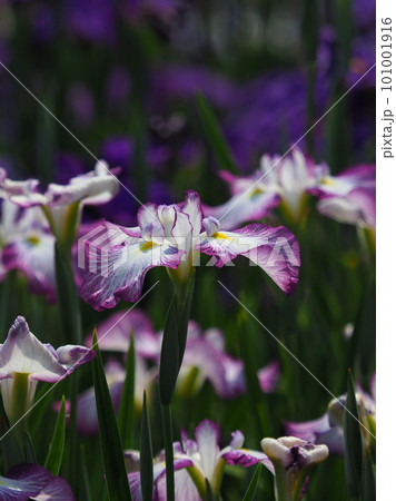 Japanese iris(ハナショウブ:花菖蒲) Japanese iris(ハナショウブ:花菖蒲) 101001916