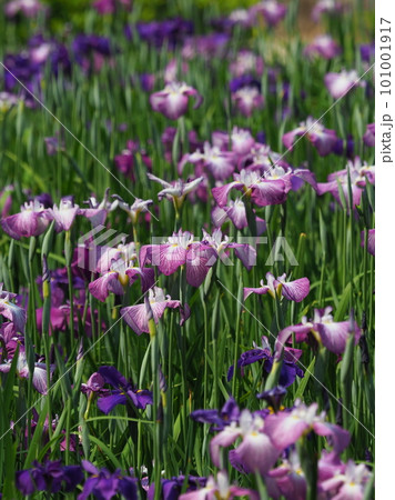 Japanese iris（ハナショウブ：花菖蒲） 101001917