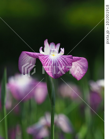 Japanese iris(ハナショウブ:花菖蒲) Japanese iris(ハナショウブ:花菖蒲) 101001918