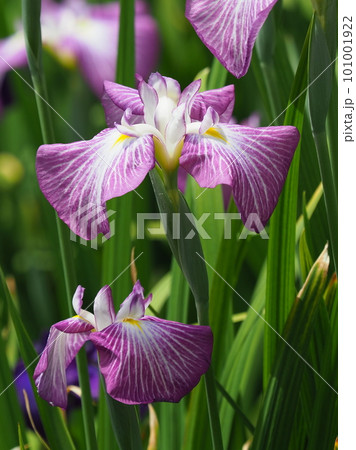 Japanese iris(ハナショウブ:花菖蒲) Japanese iris(ハナショウブ:花菖蒲) 101001922