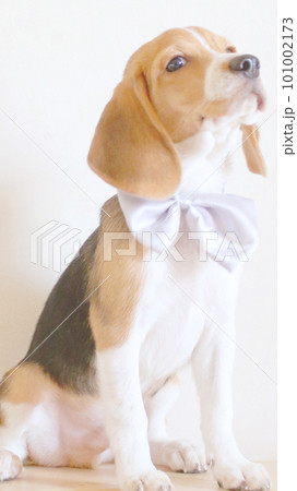 リボンをつけたビーグル犬 リボンをつけたビーグル犬 101002173