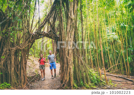 Hawaii hike hikers walking in lush rainforest trekking and hiking amongst banyan trees and bamboos, Oahu Travel. Couple tourists happy in nature 101002223