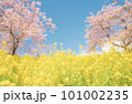 菜の花と桜の風景 101002235