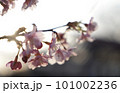 儚げな桜の花びら 101002236