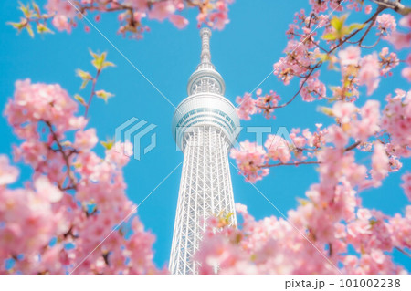 河津桜とスカイツリー 河津桜とスカイツリー 101002238
