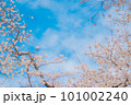 青空に映える満開の桜 101002240