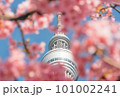 河津桜に包まれるスカイツリー 101002241